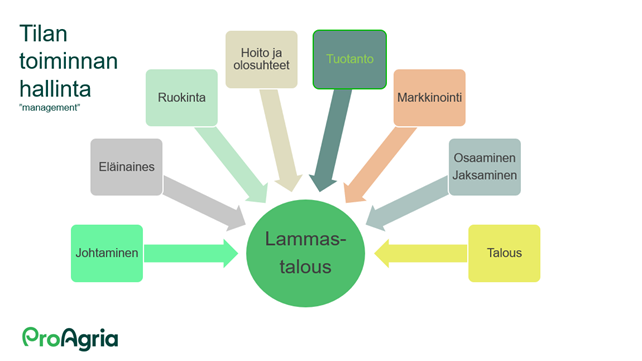 Lammastilan management Kaaviokuva lammastilan toiminnan hallinnasta - management