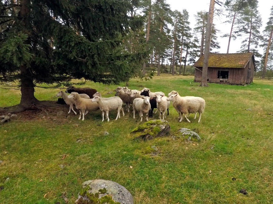 Aikuisia lampaita ja nuoria uuhia-perinnebiotoopilla.-Kuva-Arja-Leppänen