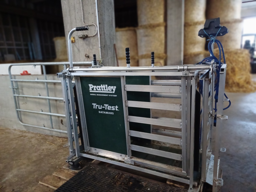 Ajovaaka lampolan sisällä.