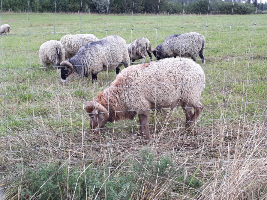 Ahvenanmaanlampaita luomulaitumella