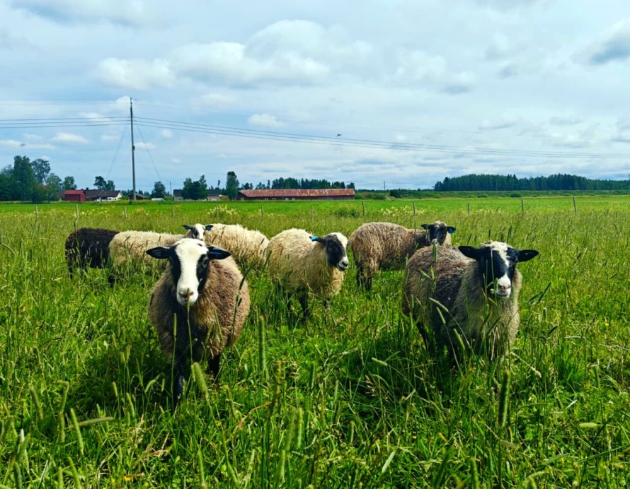 Harmakset laitumella