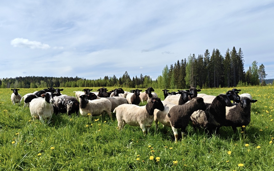 Dorperristeytykset laitumella