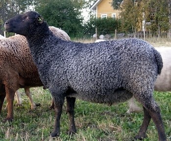 Ruotsalaiinen turkislammas