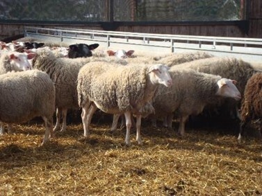 Itäfriisiläinen maitolammas